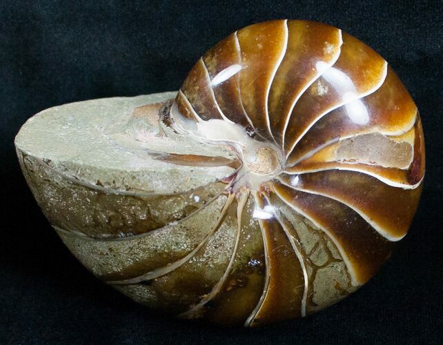 Large Nautilus Fossil - Million Years Old #6410
